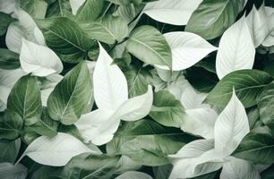 ai généré un arrangement de vert feuilles et feuilles, photo