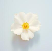ai généré Célibataire blanc fleur avec une Jaune centre, photo