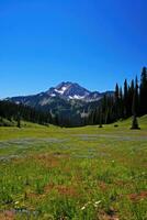 ai généré une silencieux Prairie rempli avec fleurs sauvages, une clair bleu ciel, et une loin Montagne intervalle photo