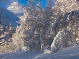 une neigeux forêt avec des arbres et neige photo