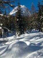 neige couvert des arbres et une Montagne dans le Contexte photo