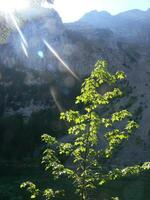 une arbre avec feuilles photo