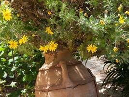 une grand pot avec Jaune fleurs photo
