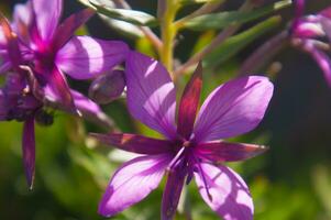une proche en haut de une violet fleur avec vert feuilles photo