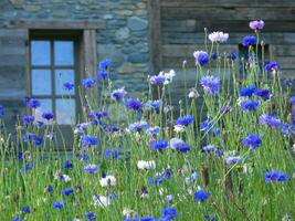 une champ de bleu et blanc fleurs photo