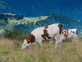 deux vaches pâturage dans une champ photo