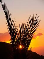 une paume arbre avec une le coucher du soleil dans le Contexte photo