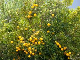 une citron arbre avec beaucoup mûr citrons sur il photo