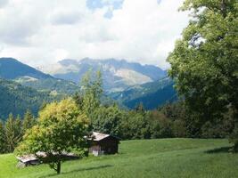 une arbre dans le premier plan photo