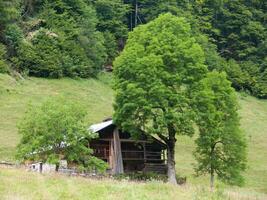 une petit arbre dans le milieu de une champ photo