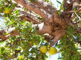 une arbre avec fruit pendaison de il photo