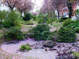 une jardin avec rose fleurs et des arbres photo