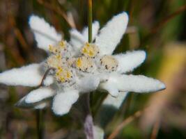 une blanc fleur avec Jaune centres dans le herbe photo