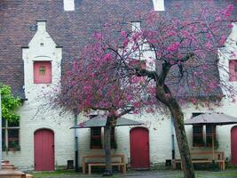 une arbre avec rose fleurs dans de face de une bâtiment photo