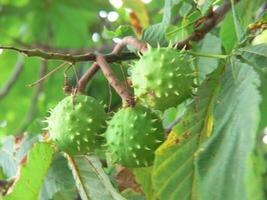 une bouquet de vert fruit sur une arbre branche photo