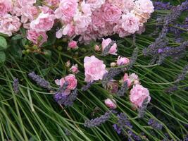 une bouquet de rose fleurs photo