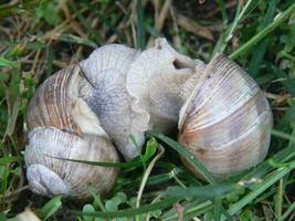 deux escargots sont séance sur Haut de chaque autre photo