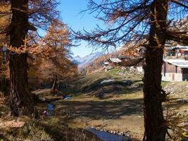 une arbre avec une marron tronc photo