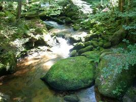 une courant écoulement par une forêt photo