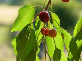 une arbre avec cerises pendaison de il photo