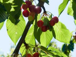 une bouquet de cerises sur une arbre branche photo