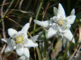 deux blanc fleurs sont croissance dans le herbe photo