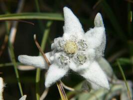 une blanc fleur avec une vert centre photo