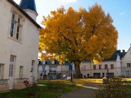 une grand arbre avec Jaune feuilles photo