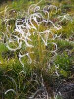 une champ de herbe avec blanc fleurs photo