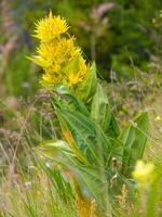 une Jaune fleur dans une champ de vert herbe photo