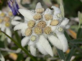 une proche en haut de une fleur avec blanc pétales photo