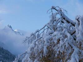 une arbre couvert dans neige photo