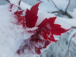 une rouge feuille est couvert dans neige photo
