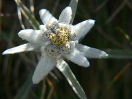 une blanc fleur avec une Jaune centre dans le herbe photo