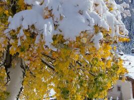 une arbre couvert dans neige photo