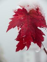 une rouge érable feuille couvert dans neige photo