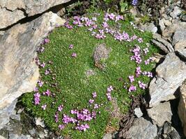 une fleur croissance sur une Roche dans une rocheux zone photo