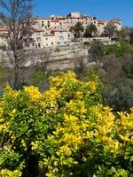 une Jaune fleur photo