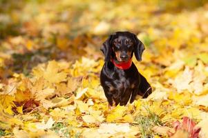 teckel noir dans un collier rouge est assis sur des feuilles d'érable jaune photo