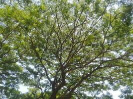 majestueux arbre avec large branches et luxuriant feuilles en dessous de doux lumière du soleil photo