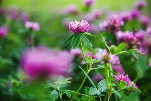 champ de trèfle à fleurs d'été frais photo