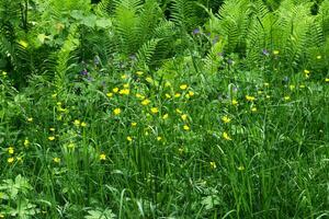 Naturel arrière-plan, été Prairie végétation avec herbe et fleurs photo