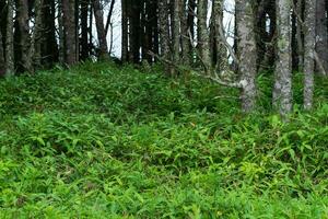 côtier forêt avec nain bambou broussailles sur le pacifique côte, kuril îles photo