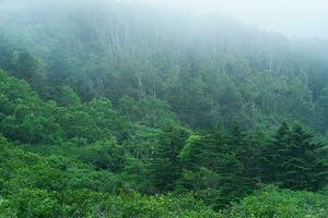 brumeux Montagne forêt sur le pente de le volcan sur le île de kunashir photo