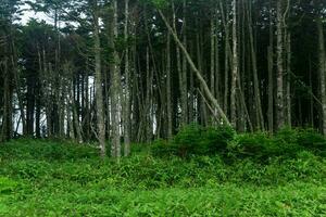 côtier forêt avec brise-vent et nain bambou broussailles sur le pacifique côte, kuril îles photo