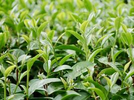 Haut de vert thé feuille dans le matin, thé plantation. thé vert bourgeon et feuilles, vert thé Frais feuilles, thé plantations, vert plante plantation sur le Montagne photo