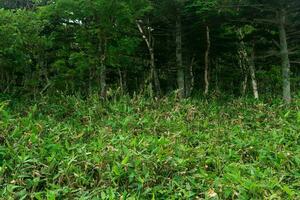 forêt paysage de le île de Kunashir, tordu des arbres et broussailles de nain bambou photo