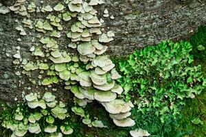 bois champignons, mousse et les lichens sur arbre aboyer, arrière-plan, texture photo