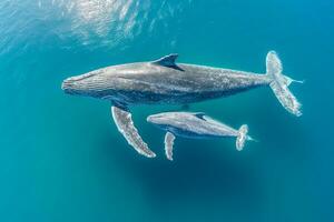ai généré aérien vue de dauphins nager par tropical bleu l'eau photo