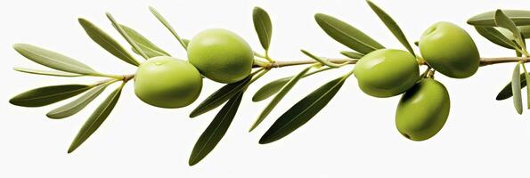 ai généré olive arbre bifurquer, vert Olives et feuilles sur blanc Contexte. ai généré. photo